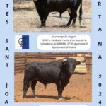 TOROS ARTANA 25 Y 31 AGOSTO 2024