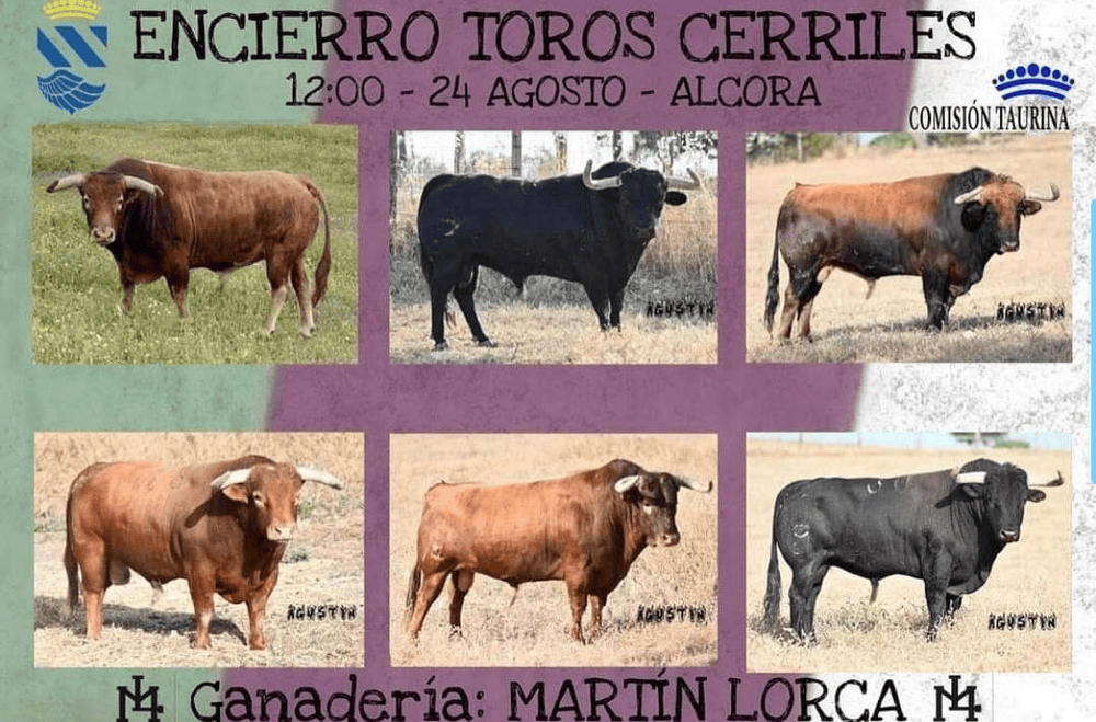 TOROS L'ALCORA 24 AGOSTO 2024