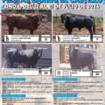 TOROS ONDA 13 A 20 JULIO 2024