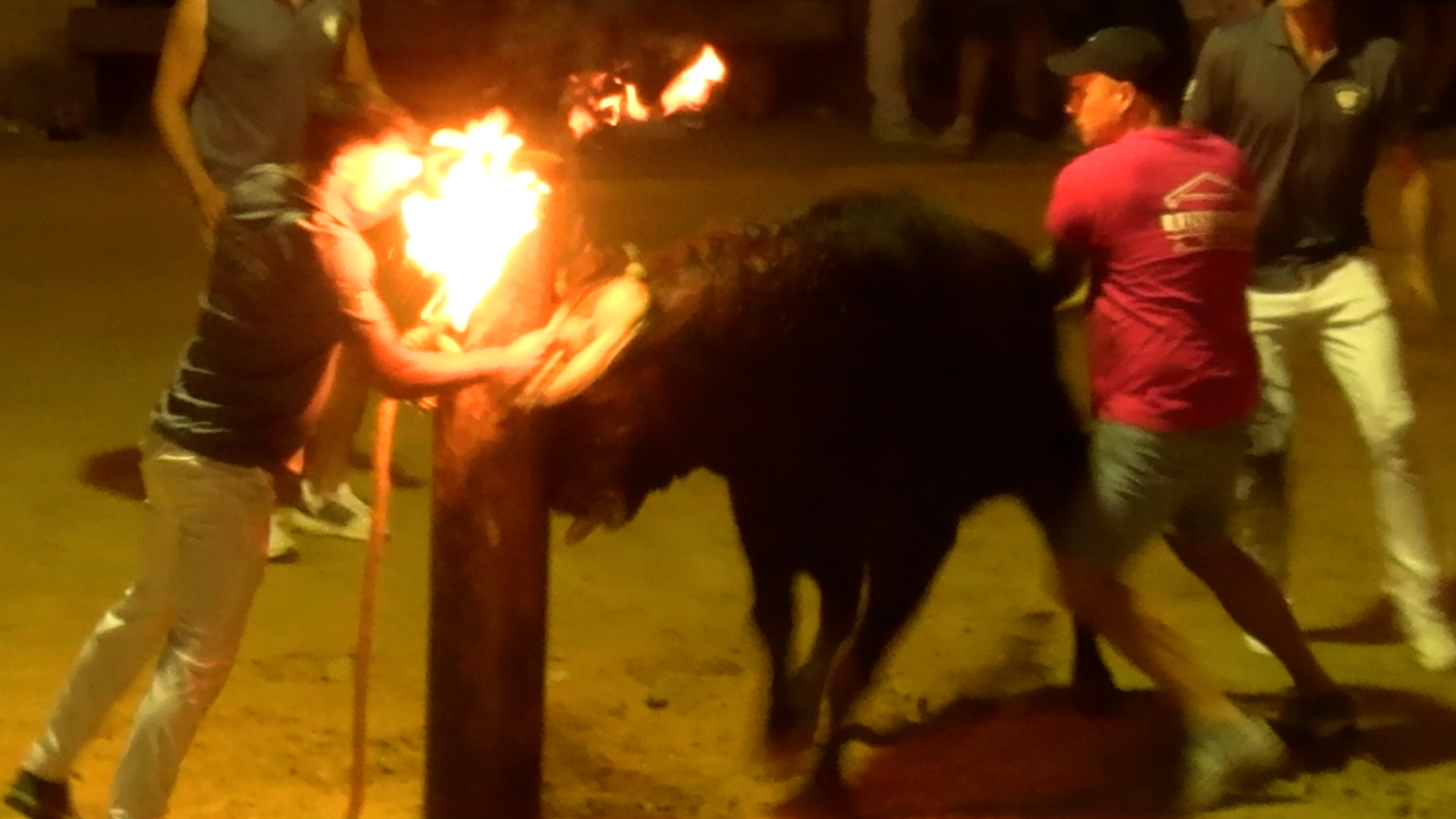 TOROS EMBOLADOS FOIOS