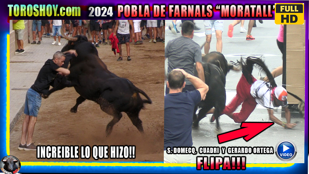 POBLA FARNALS PEÑA MORATALL 2024 TOROS TV Y TOROS HOY 3 TORACOS CUADRI, GERARDO ORTEGA, Y S. DOMECQ