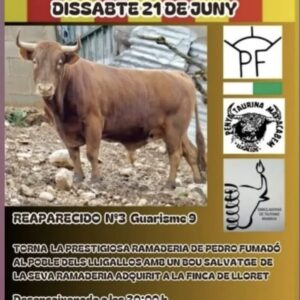 TORO-CERRIL-LLIGALLOS-21-DE-JUNIO-2025