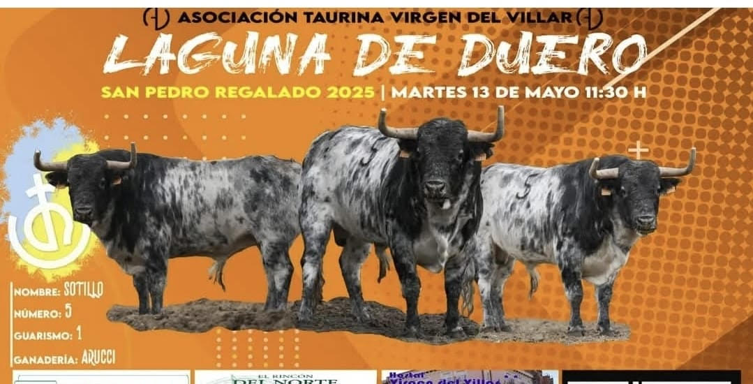 TOROS-LAGUNA-DEL-DUERO-13-MAYO-2025.