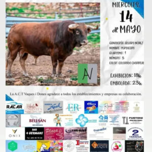 TOROS-ACTV-VAQUES-I-DONES-14-MAYO-2025