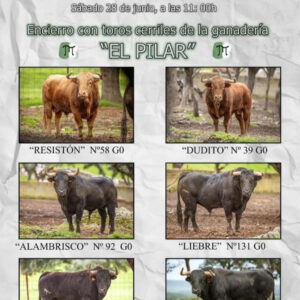 TOROS-GRAU-DE-CASTELLON-28-JUNIO-2025