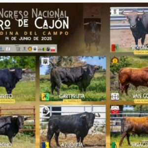 TOROS-MEDINA-DE-CAMPO-14-DE-JUNIO-2025