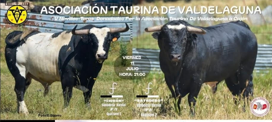 TOROS ASC TAURINA DE VALDELAGUNA 11 JULIO 2025