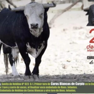 TOROS MES KE DONES 26 JULIO 2025