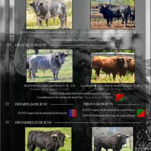 TOROS NULES 24 JUNIO 2025