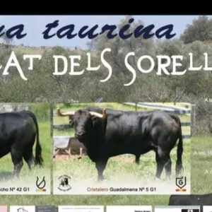 TOROS ALBALAT DELS SORELLS 29 AGOSTO 2025