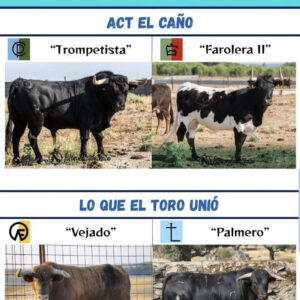 TOROS CASTREJÓN DE TRABANCOS 9 AGOSTO 2025