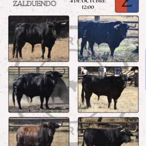 TOROS ENCIERRO ALMAZORA 4 DE OCTUBRE 2025