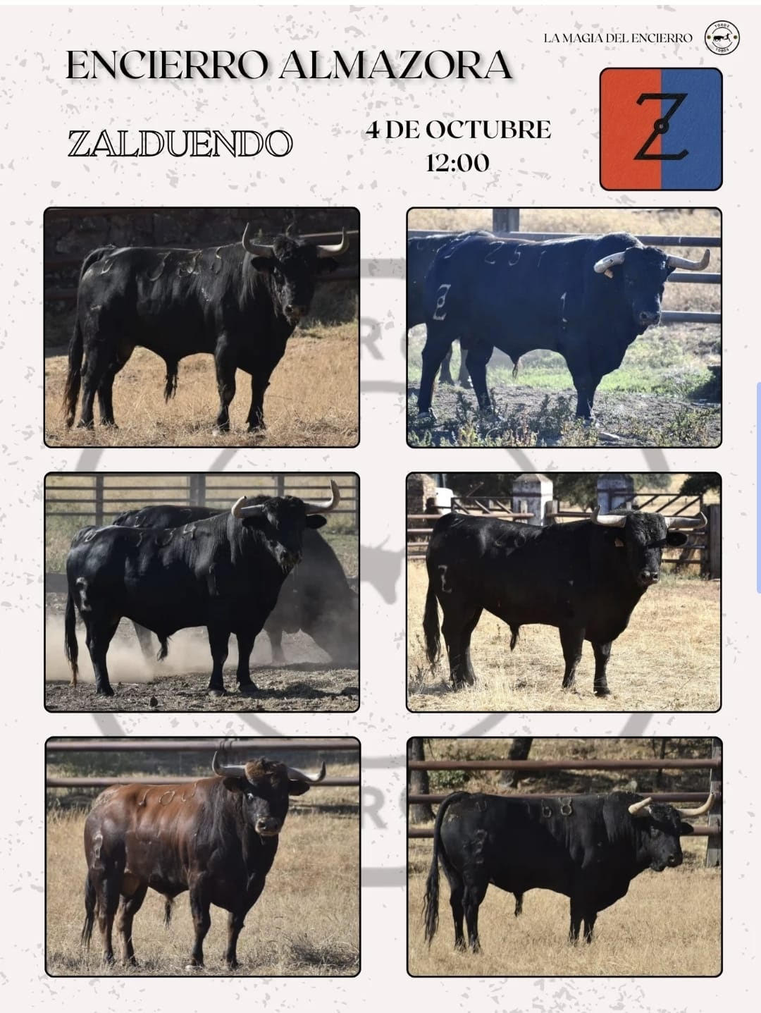 TOROS ENCIERRO ALMAZORA 4 DE OCTUBRE 2025