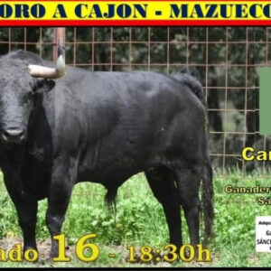 TOROS MAZUECOS 16 AGOSTO 2025