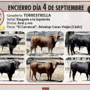 TOROS PALENCIA 4 SEPTIEMBRE 2025