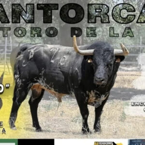 TOROS SANTORCAZ 17 SEPTIEMBRE 2025