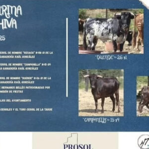 TOROS TORRECHIVA 15 AGOSTO 2025