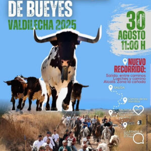 TOROS TRASHUMANCIA DE BUEYES 30 AGOSTO 2025 TOROS TRASHUMANCIA DE BUEYES 30 AGOSTO 2025 TOROS TRASHUMANCIA DE BUEYES 30 AGOSTO 2025
