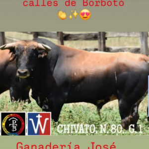 TOROS BOTBOTO 18 DE OCTUBRE 2025