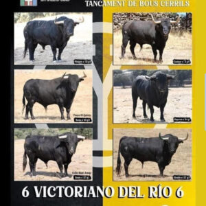 TOROS LA VALL DUIXO 11 OCTUBRE 2025