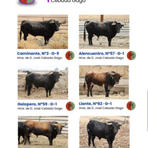 TOROS ONDA 23 OCTUBRE 2025
