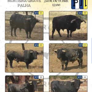 TOROS ONDA 24 OCTUBRE 2025
