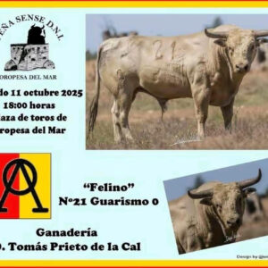 TOROS OROPESA DEL MAR 11 OCTUBRE 2025