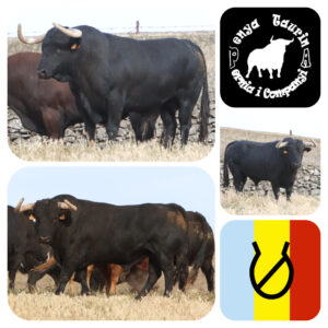 TOROS NULES 29 AGOSTO 2026