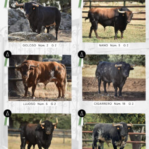 TOROS VILA REAL DEL 4 AL 13 DE SEPTIEMBRE 2026