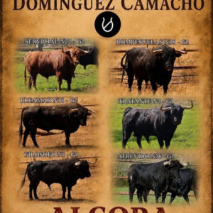 TOROS ENCIERRO ALCORA 29 AGOSTO 2026.