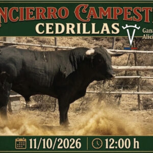 TOROS CEDRILLAS ENCIERRO 11 OCTUBRE 2026